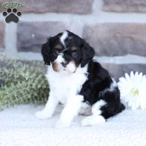 April, Cavapoo Puppy
